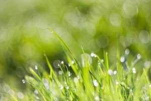 Environmental Benefits of a Green Cleaning Program | SparkleTeam