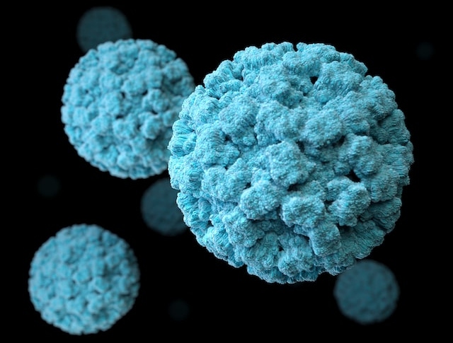 Norovirus and Shigella