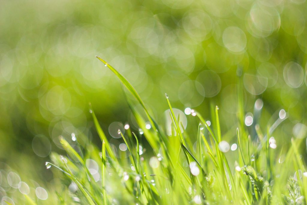 Environmental Benefits of a Green Cleaning Program